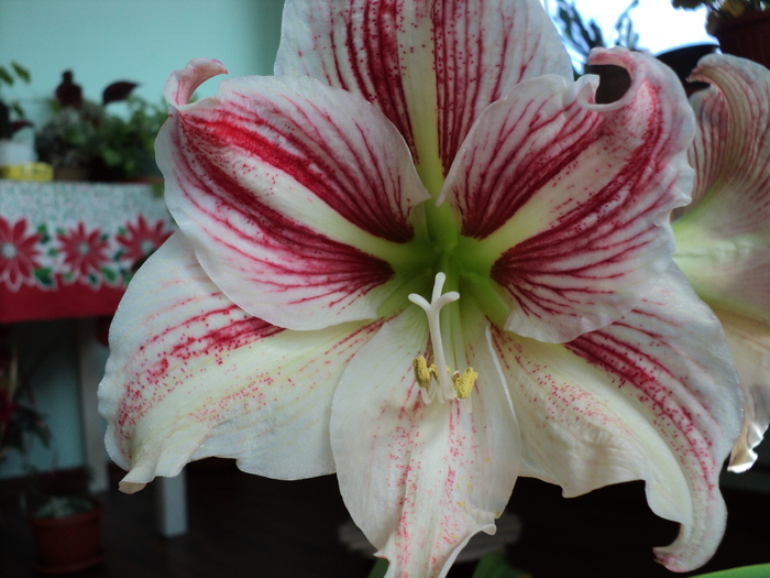 DSC02142 - Amaryllis