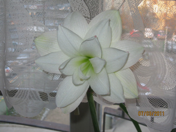 IMG_2375 - Primule si amaryllis