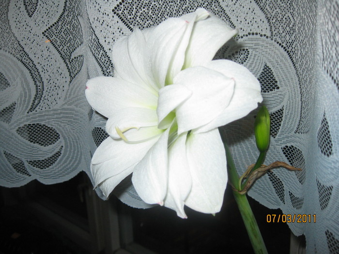 IMG_2377 - Primule si amaryllis