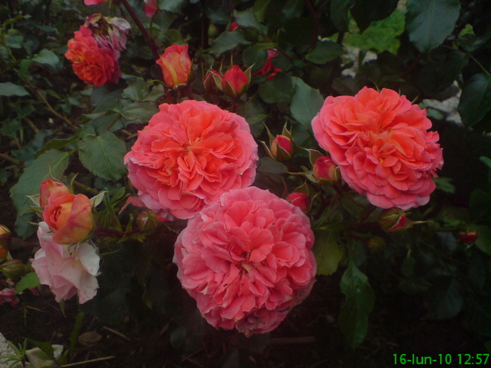  - Trandafiri thea hybrida