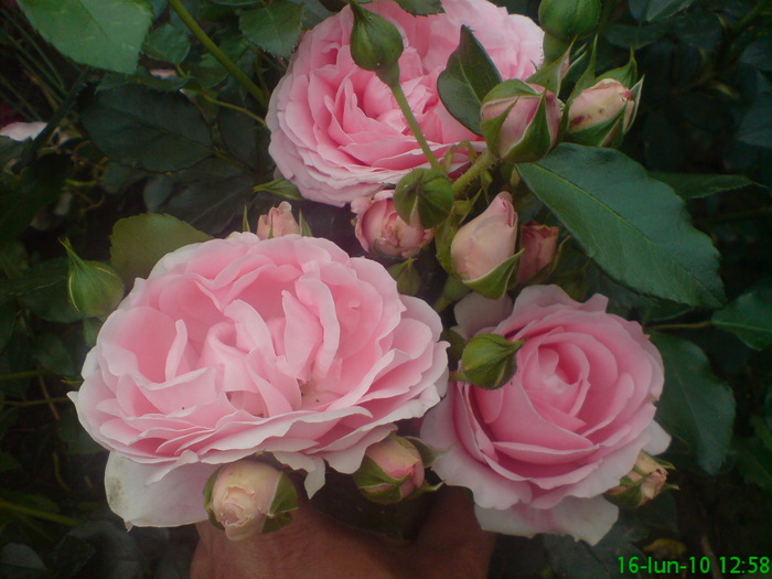  - Trandafiri thea hybrida
