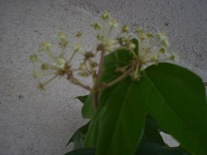 fatshedera; floare de fatshedera lizei
