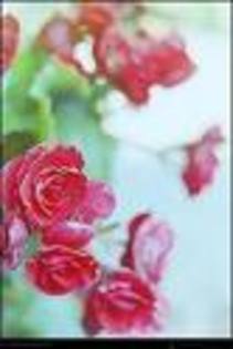 CACLAJWH - trandafiri2