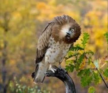 images (72)