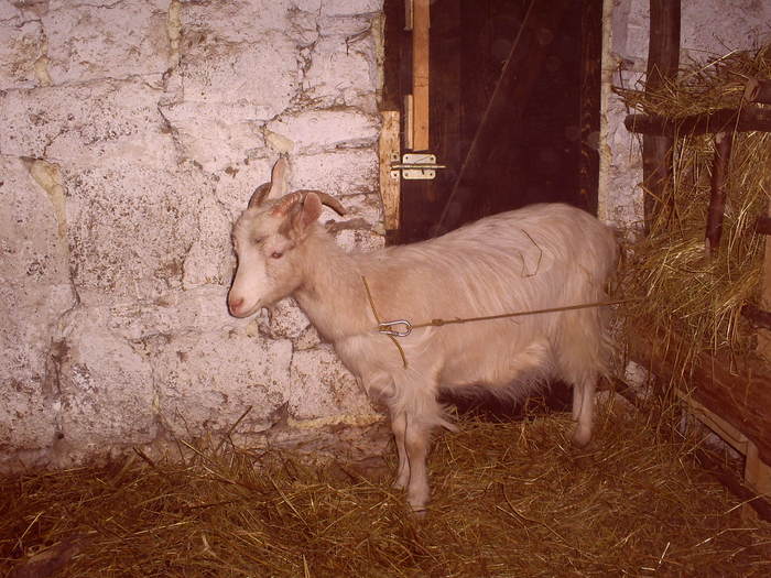S4031348 - capritele