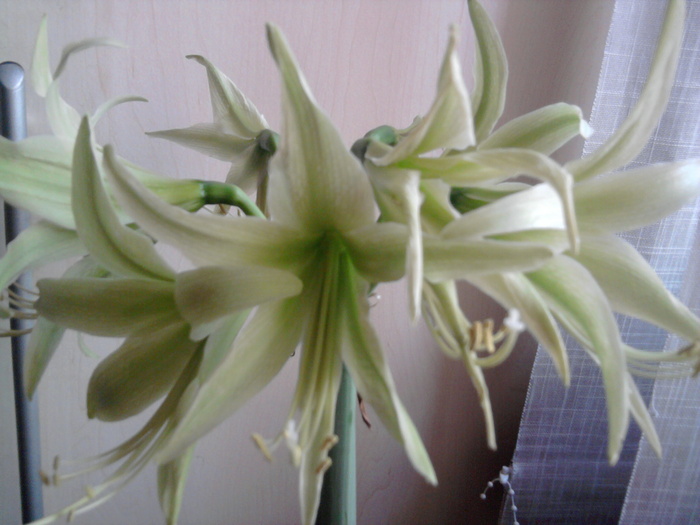 Fotografie0218 - Hippeastrum