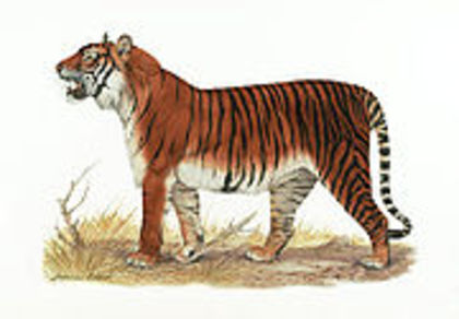 tigru caspic - Tigri