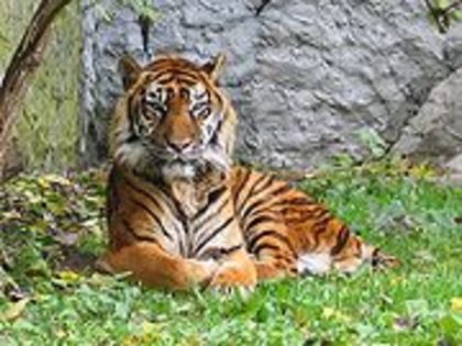 tigru sumatrian