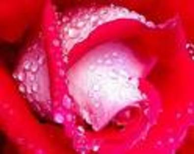 trandafir; rosu cu roua
