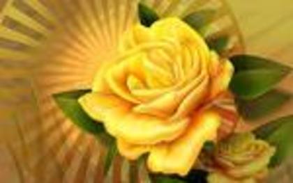 trandafir; galben ca soarele
