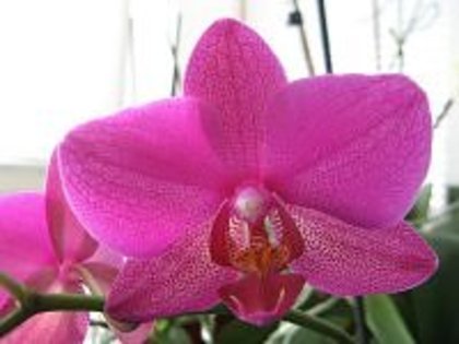 Phalae mov - Phalaenopsis