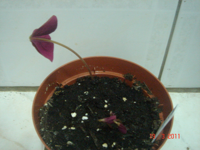 DSC05949 - OXALIS 2011