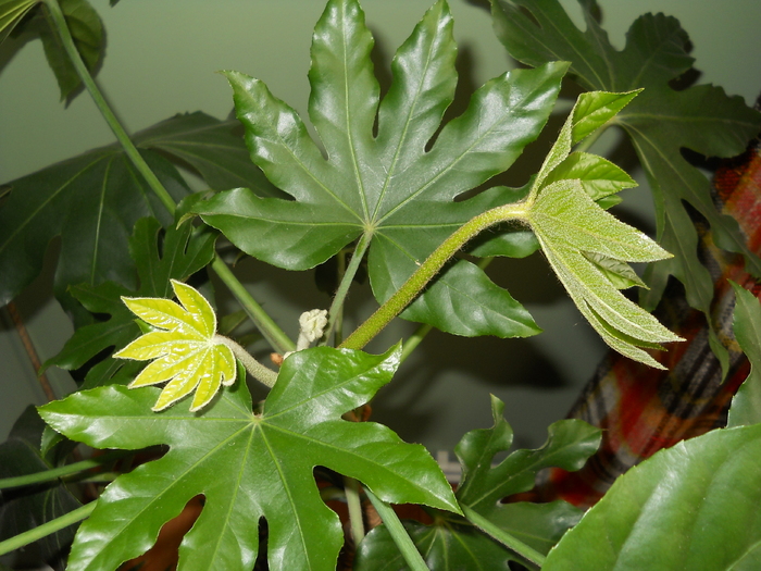 tot scot cate-o frunzulita!