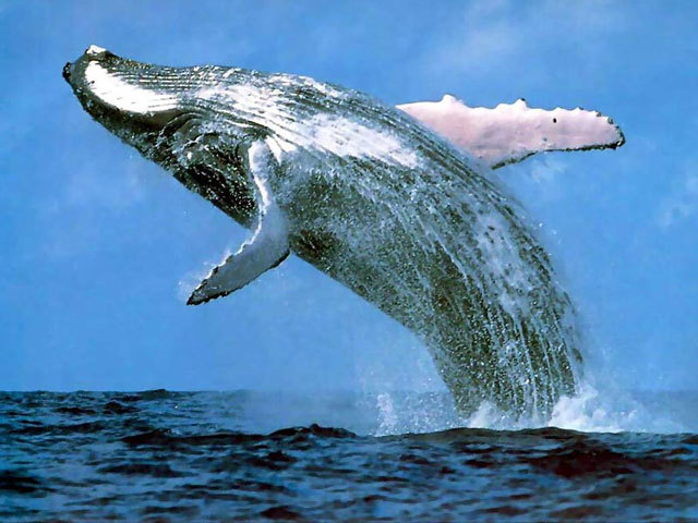  - Balene albe