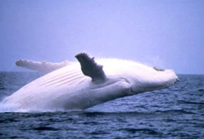  - Balene albe