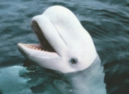 Balene albe - planetaanimalelor