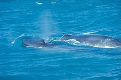 Balena albastra cu pui
