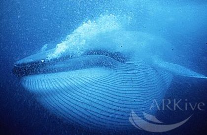 Balena albastra - Balena albastra