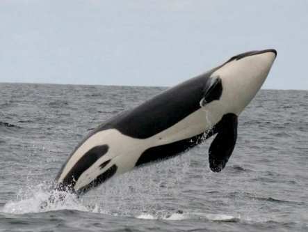  - Balene ucigase