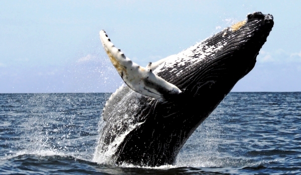  - Balene ucigase