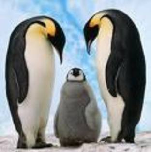 pinguini; familie

