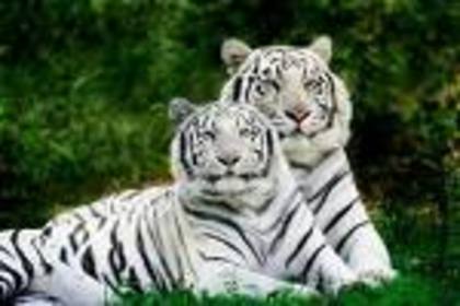 tigri - animale2