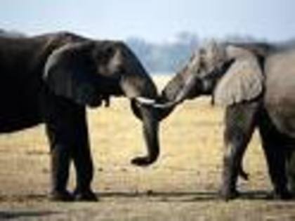 elefanti - animale2