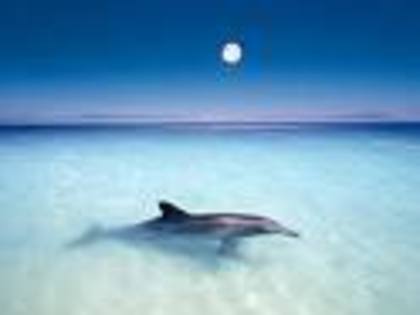 delfini - animale2