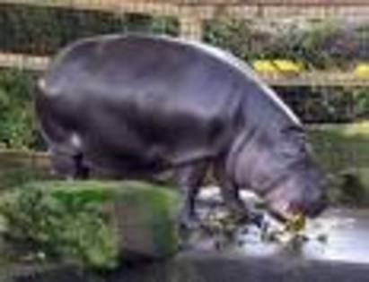 hipopotan - animale2