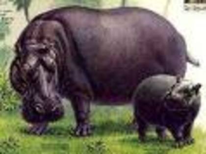 hipopotan