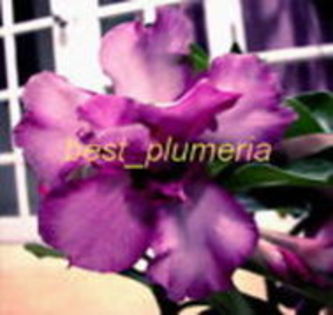 purple doxxon - Adenium