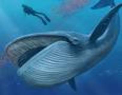 balena uriasa