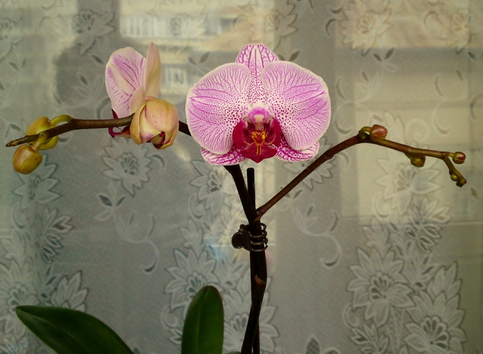  - Orhidee phalaenopsis