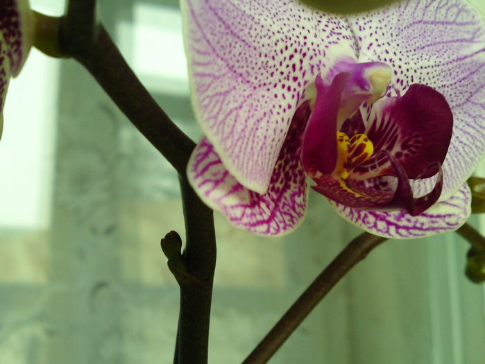  - Orhidee phalaenopsis