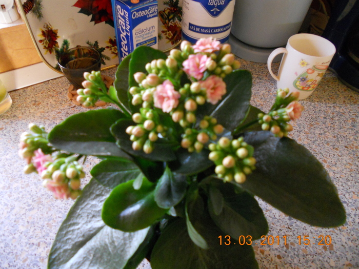 kalanchoe roz