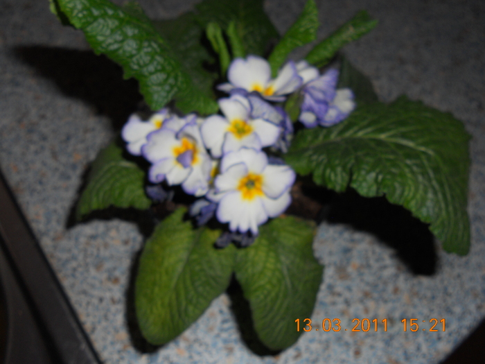 primula