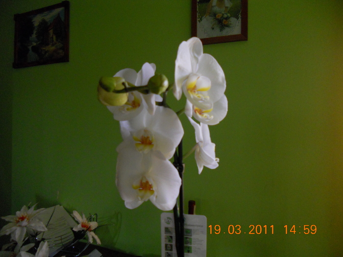 primita de 8 martie - orchidee