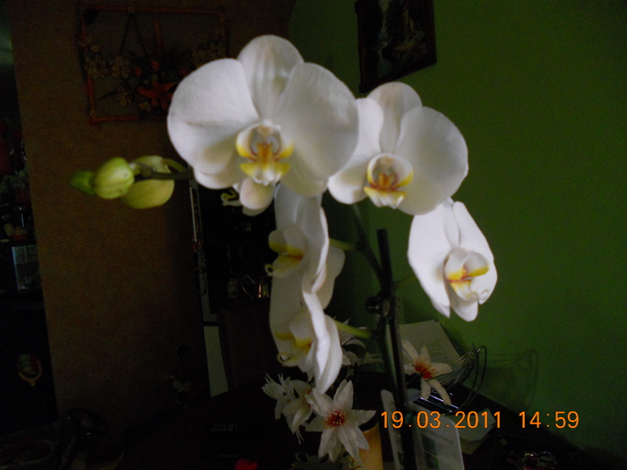 Picture 011 - orchidee