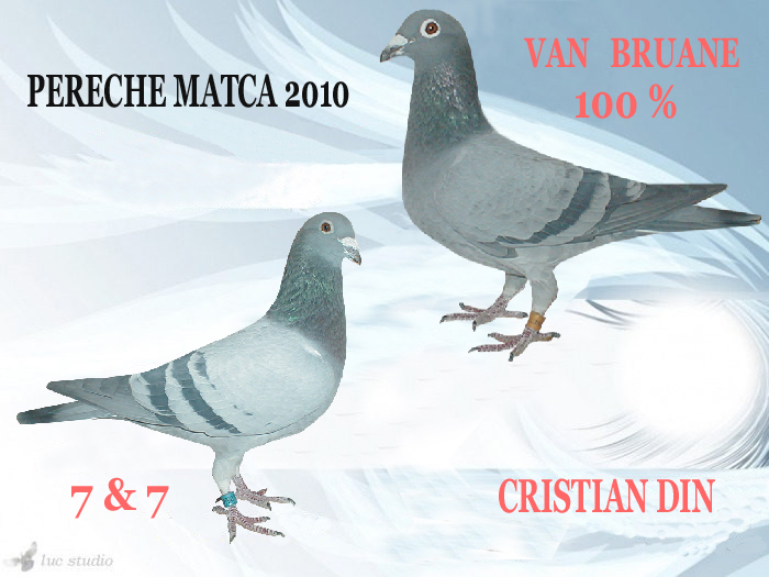 7&7+VAN BRUANE - PERECHI MATCA 2011