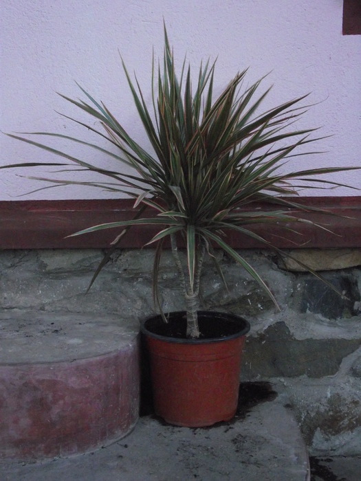 DSCF0637 - dracaena