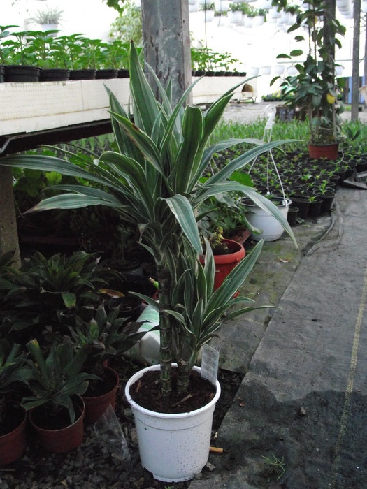 DSCF0643 - dracaena