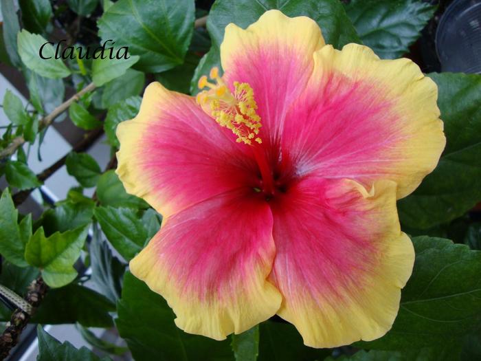 DSC02463 - 0 hibiscus