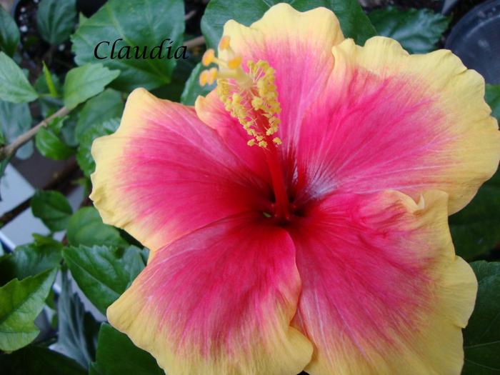 DSC02464 - 0 hibiscus