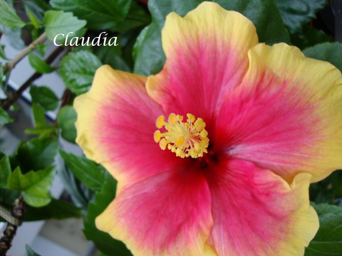 DSC02465 - 0 hibiscus