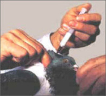 modul de vaccinare paramixo - boala porumbeilor tineri