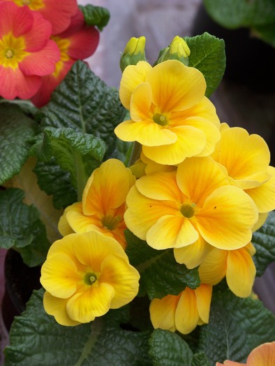 100_0971 - 10 Frumusele