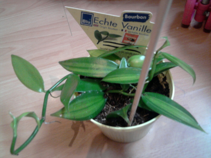 vanilla planifolia - ORHIDEI