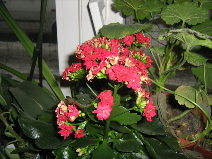 kalanchoe