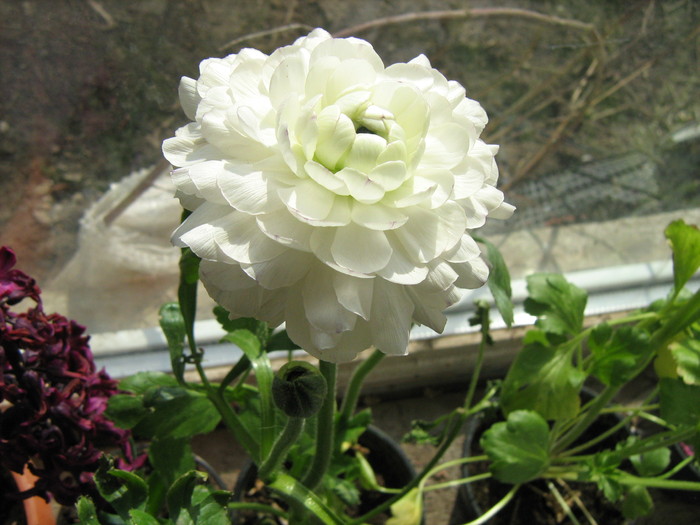 ranunculus alb - Flori