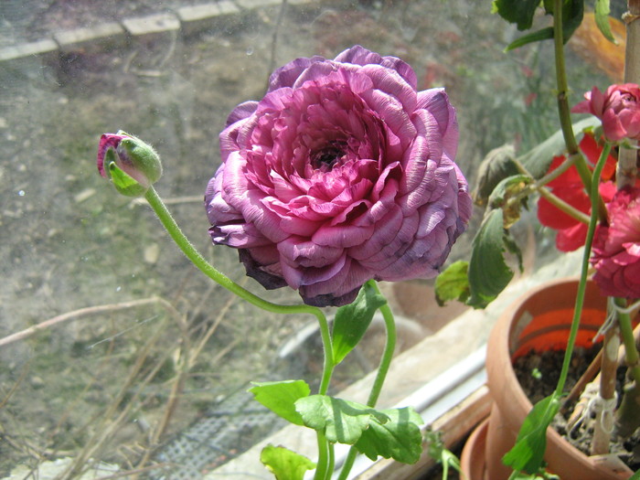 ranunculus